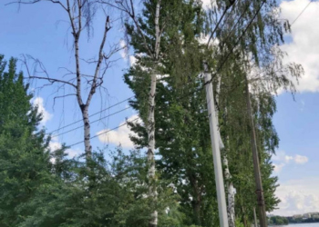 У Тернопільському парку будуть зрізати сухостійні дерева