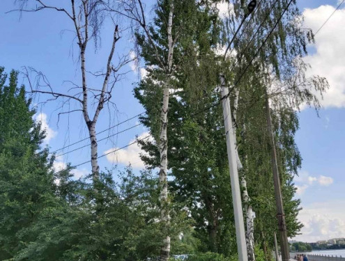 У Тернопільському парку будуть зрізати сухостійні дерева