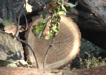 За незаконно зрубані дуби керівник агролісового підприємства Тернопільщини постане перед судом