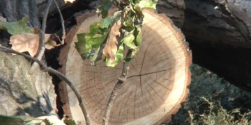 За незаконно зрубані дуби керівник агролісового підприємства Тернопільщини постане перед судом