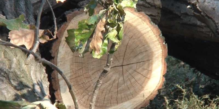 За незаконно зрубані дуби керівник агролісового підприємства Тернопільщини постане перед судом