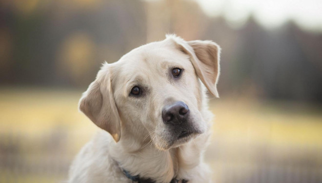 Відео конкурс «Мій особливий улюбленець» у Тернополі