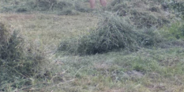 На Тернопільщині чоловік намагався застрелити жінку через сіно