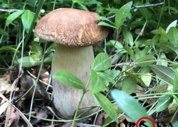 На Тернопільщині – в розпалі грибний сезон (Фото)