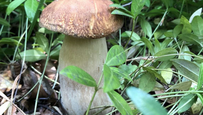 На Тернопільщині – в розпалі грибний сезон (Фото)