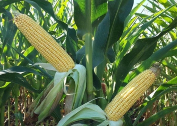 На Тернопільщині злочинний дует молодиків крав кукурудзу