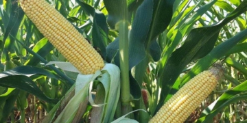 На Тернопільщині злочинний дует молодиків крав кукурудзу