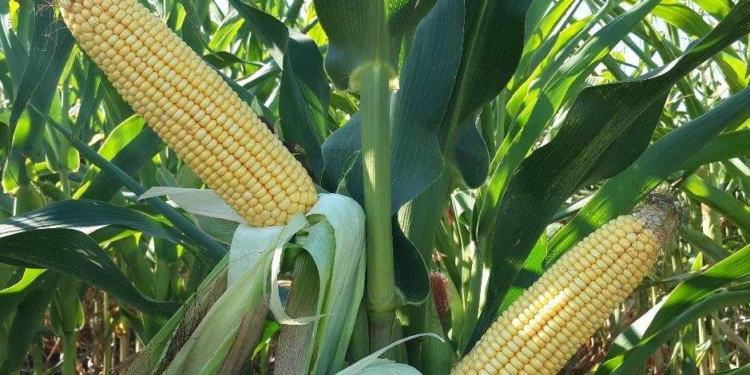 На Тернопільщині злочинний дует молодиків крав кукурудзу