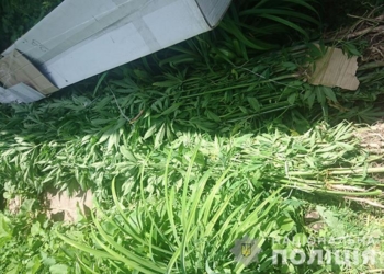 На городі жителі Тернопільської області вирощували коноплі