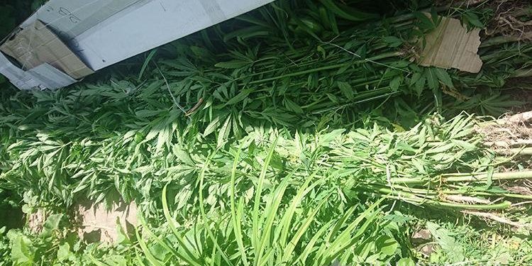 На городі жителі Тернопільської області вирощували коноплі