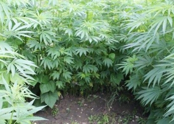 На Тернопільщині правоохоронці знайшли коноплеву ферму