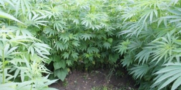 На Тернопільщині правоохоронці знайшли коноплеву ферму