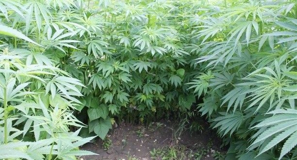 На Тернопільщині правоохоронці знайшли коноплеву ферму