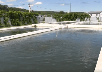 На території «Микулинецького пивзаводу» створено рибне господарство