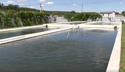 На території «Микулинецького пивзаводу» створено рибне господарство