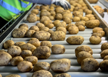 У «Контінентал Фармерз Груп» збирають врожай картоплі