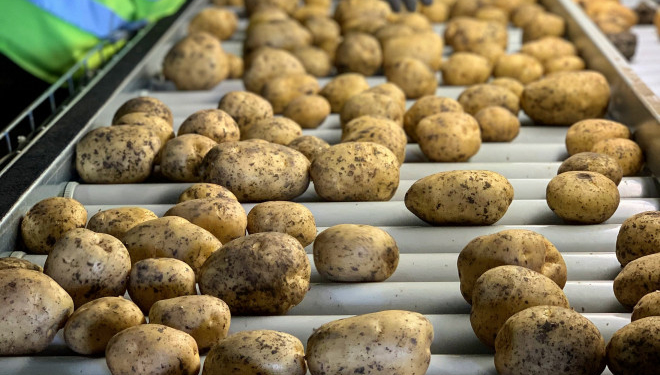 У «Контінентал Фармерз Груп» збирають врожай картоплі