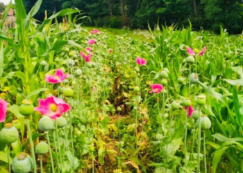 Боротьба з наркотиками: на Тернопільщині знищують небезпечну рослину
