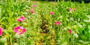 Боротьба з наркотиками: на Тернопільщині знищують небезпечну рослину