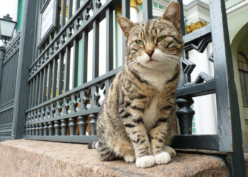 У Тернополі двірника звинувачують у забитті бездомної тварини