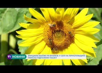 У селі на Тернопільщині умисно підпалили пасіку