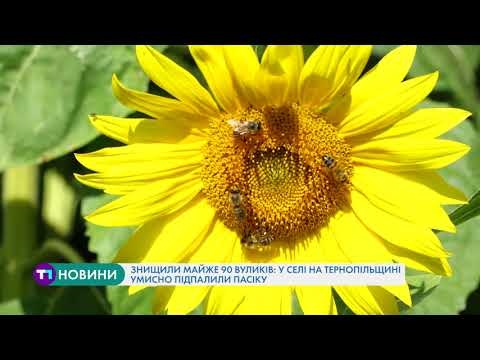 У селі на Тернопільщині умисно підпалили пасіку