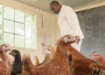 У Тернопільській ОДА хочуть перетворити школи на курники?