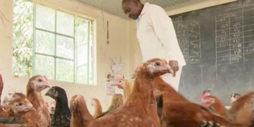 У Тернопільській ОДА хочуть перетворити школи на курники?