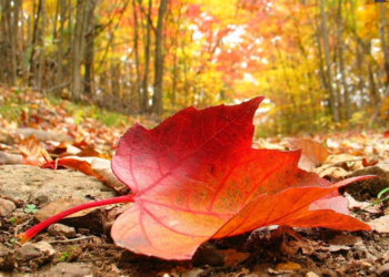 Чим здивує тернополян перший осінній місяць року?