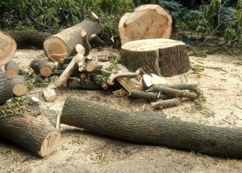 Майже мільйон компенсації сплатить підприємство за незаконно зрубані дерева Тернопільщини