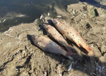 Не через гній, а через брак кисню. На Тернопільщині встановили чому гине риба в ставі (Відео)