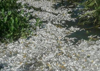 В Україні спостерігається масовий мор риби