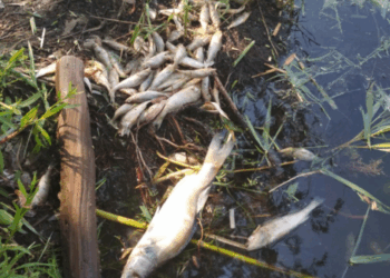 Екологічне лихо: на Тернопільщині за невідомих обставин загинула масово риба