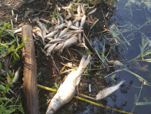 Екологічне лихо: на Тернопільщині за невідомих обставин загинула масово риба