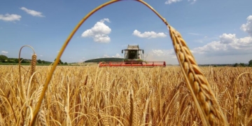 Тернопільщина – четверта в Україні за підсумками жнив
