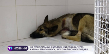 На Тернопільщині бездомний собака через капкан втратив ногу