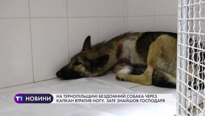 На Тернопільщині бездомний собака через капкан втратив ногу