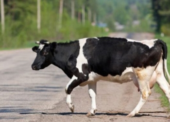 На Тернопільщині збита автівкою корова травмувала пенсіонера