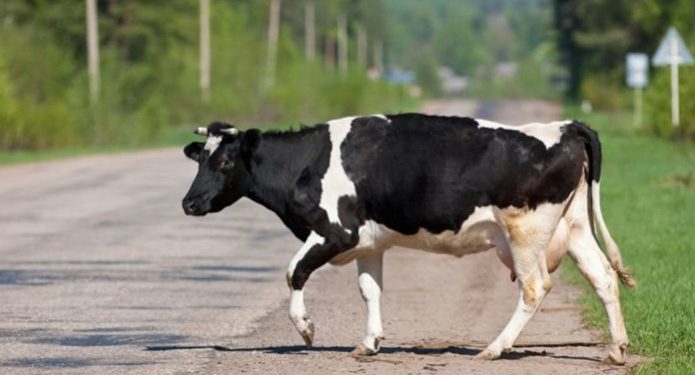 На Тернопільщині збита автівкою корова травмувала пенсіонера