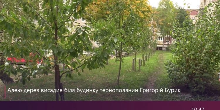 Алею дерев висадив біля будинку тернополянин Григорій Бурик