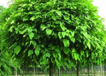 У центрі Тернополя висадять молоді зелені насадження