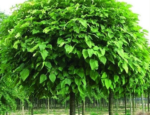 У центрі Тернополя висадять молоді зелені насадження