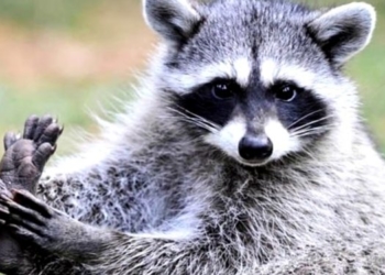 Ні тварини, ні грошей, або як тернополянин єнота через Інтернет купував