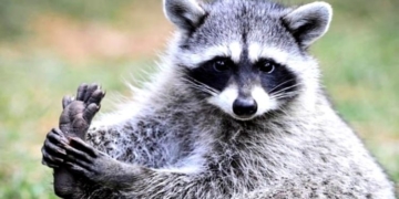 Ні тварини, ні грошей, або як тернополянин єнота через Інтернет купував