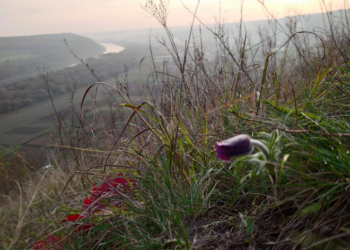 Рідкісна квітка розцвіла на Тернопільщині