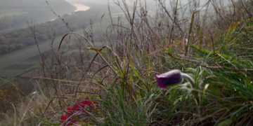 Рідкісна квітка розцвіла на Тернопільщині