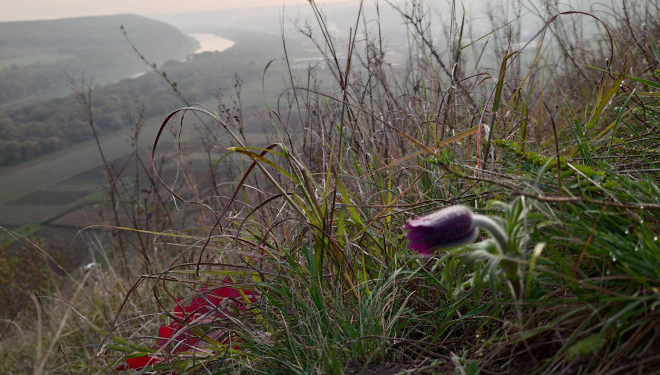 Рідкісна квітка розцвіла на Тернопільщині