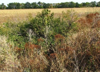 На Тернопільщині у заростях знайшли труп чоловіка