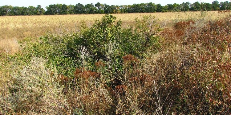 На Тернопільщині у заростях знайшли труп чоловіка