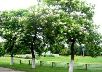 Зелене місто: які різновиди зелених насаджень можна побачити у Тернополі?